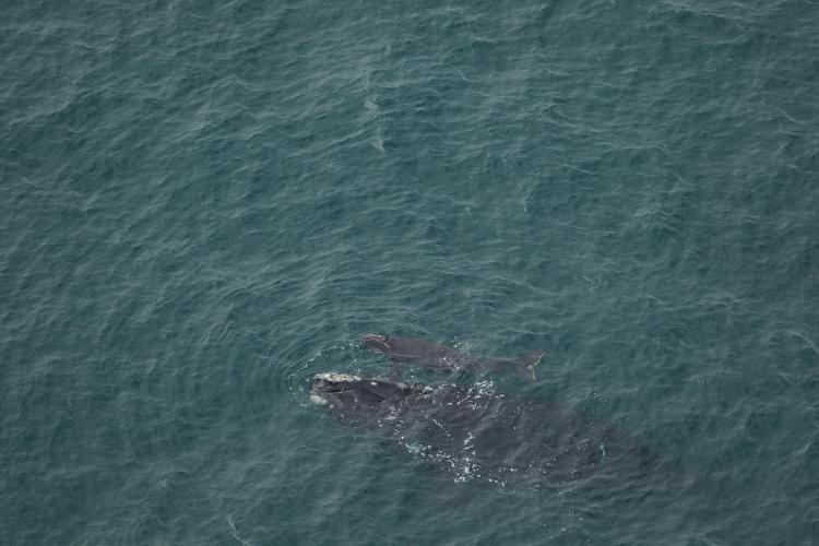 North Atlantic right whale #1711 and new calf in December 2022.