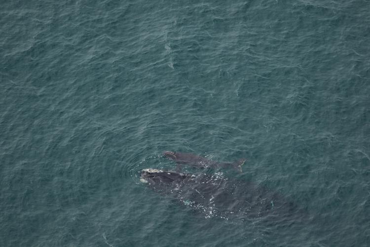 North Atlantic right whale #1711 and new calf in December 2022.