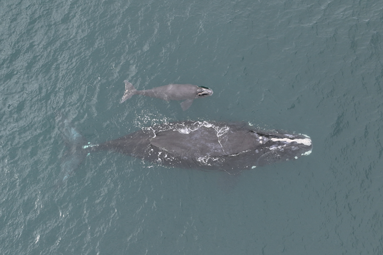 North Atlantic right whale Porcia and calf
