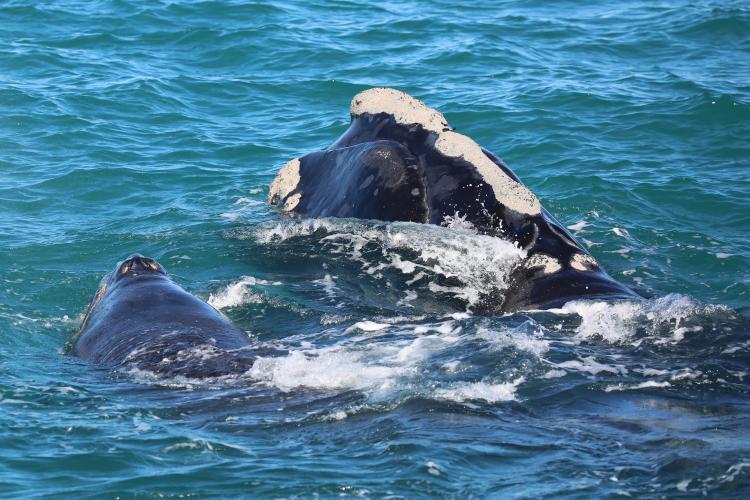 North Atlantic right whale Pilgrim and calf