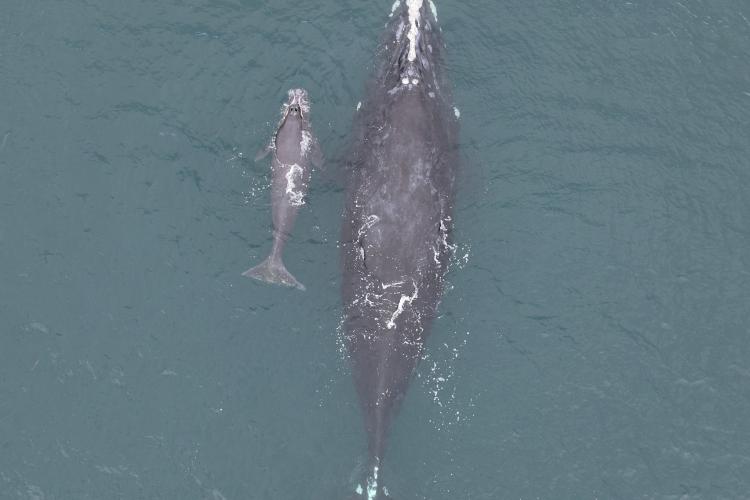 North Atlantic right whale Smoke and calf.