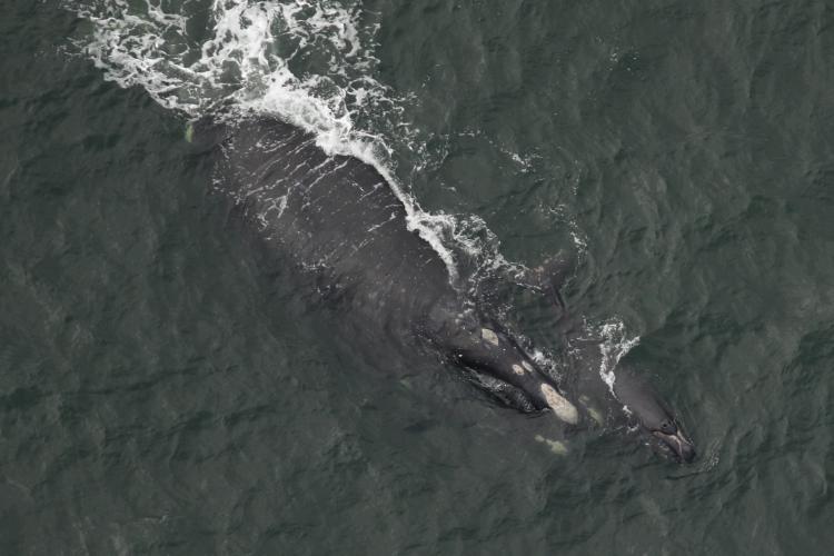 North Atlantic right whale Aphrodite and calf. 