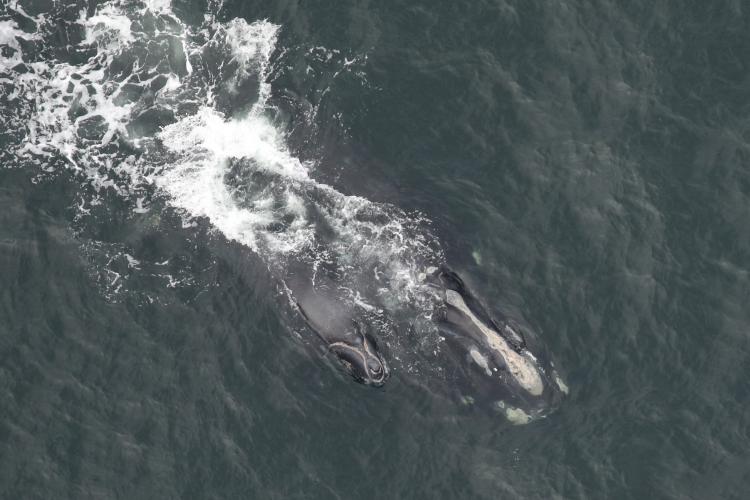 North Atlantic right whale Viola and calf.