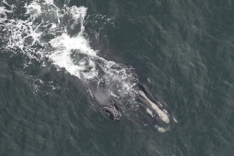 North Atlantic right whale Viola and calf.