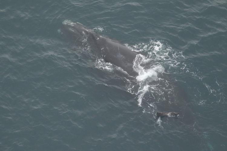 North Atlantic right whale War and calf.