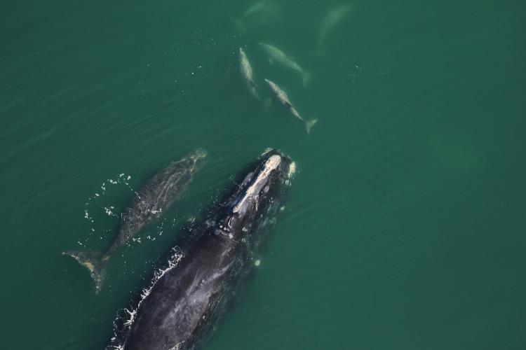 North Atlantic right whale Spindle and newborn calf