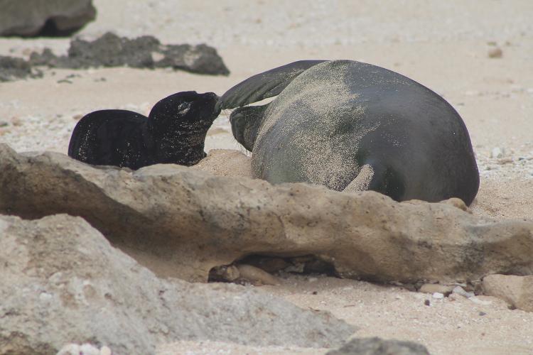 Black Hawaiian monk seal pup on the right and mom on the left with her left flipper by the pup's face.