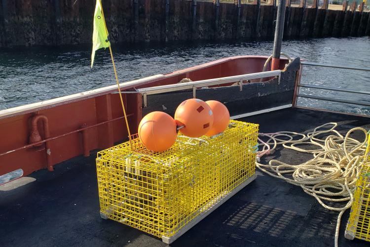 A brightly colored rectangular box made of coated wire sits on the back deck of a fishing vessel, The camera is pointed to the rear of the boat, a pier face is to the left of the boat. There are three orange buoys on top of the box, called a "pot", and fishing rope is coiled on deck to the right of the pot.