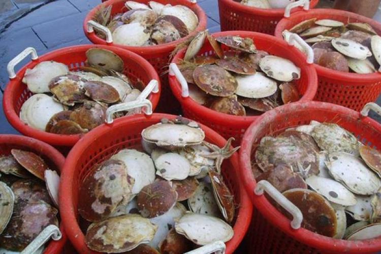 April 2024 Scallop Vessels PreTrip Notification System NOAA Fisheries
