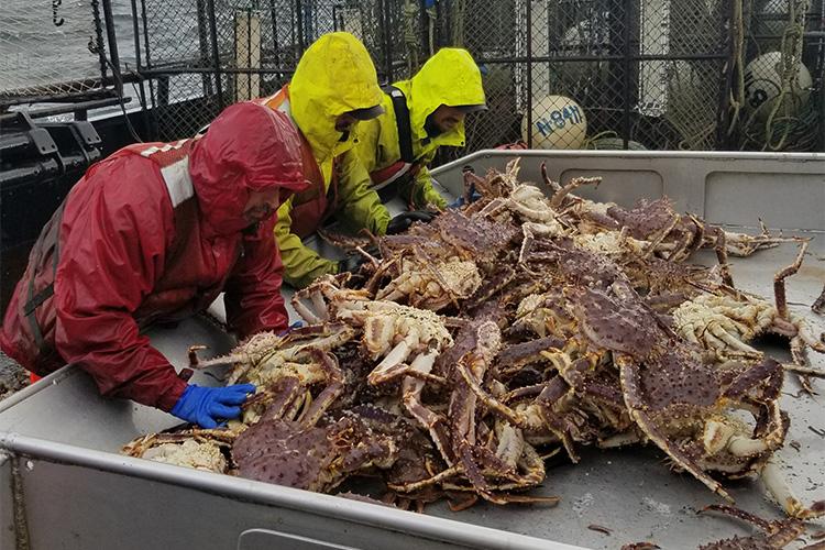 Fishermen sorting through crab on a boat