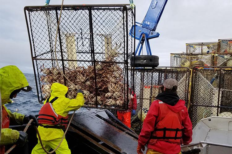 A cage that has crabs being brought onto a ship