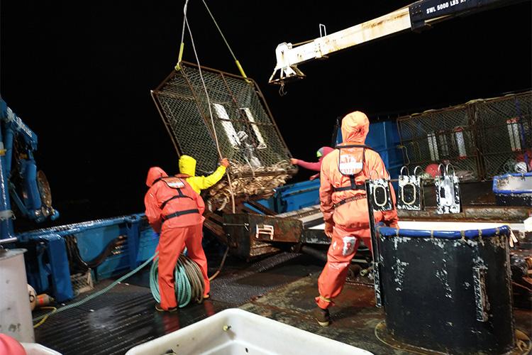 Fishermen bringing cage of crabs onto boat 