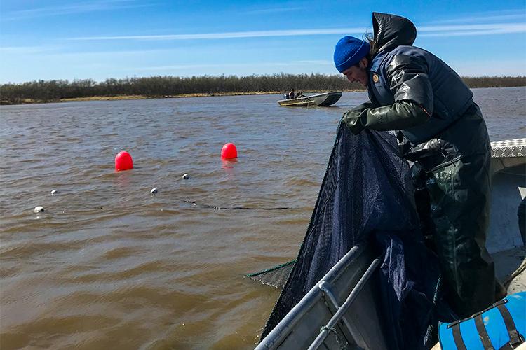 Scientist checking a net that was in the water