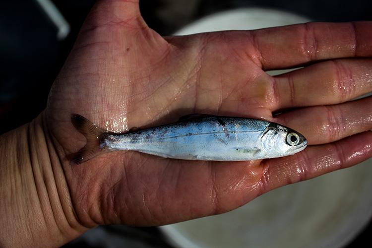 Young fish on the palm of a hand