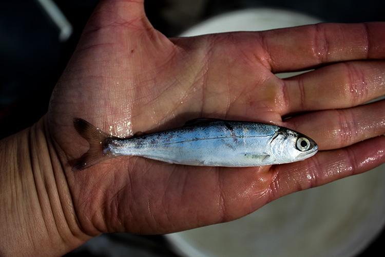 Young fish on the palm of a hand 