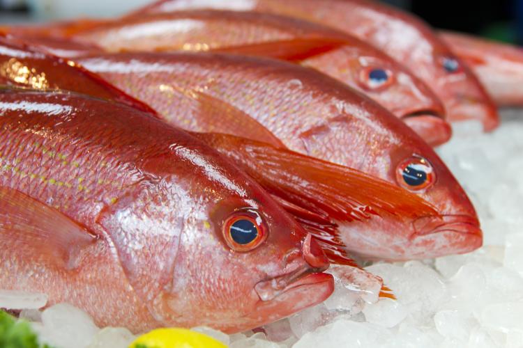 Increasing Survival Rates of Discarded Red Snapper: Best Release Strategies  – AFS Fisheries Science Blog