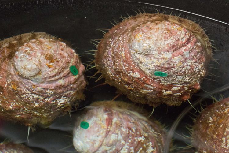 Captive white abalone in a breeding tank at University of California at Davis’ Bodega Marine Lab