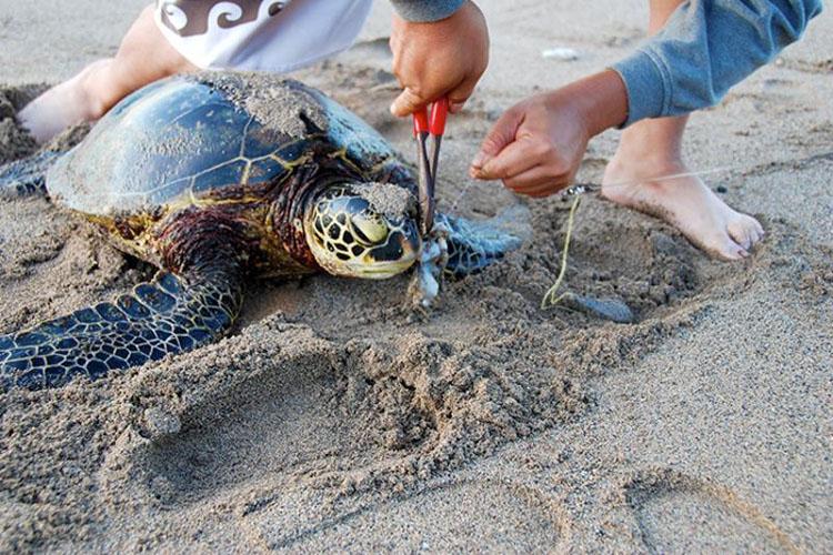 Los anzuelos y la línea de pesca representan una amenaza significativa para las tortugas marinas. Una vez enganchados o enredados, pueden luchar para comer o ahogarse. Crédito: Pesca de la NOAA.