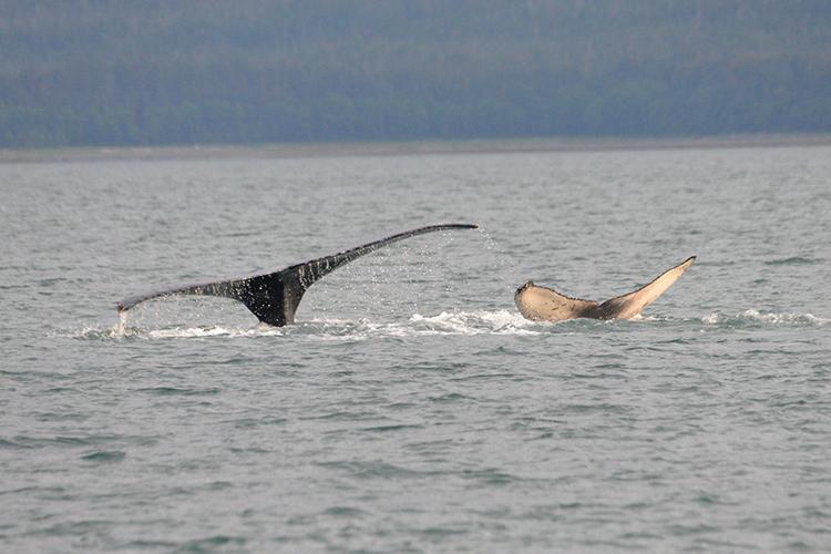 Juneauite (mom) on the left and Herbert (entangled calf) on the right. Credit: Suzie Teerlink (NMFS Permit #24359)