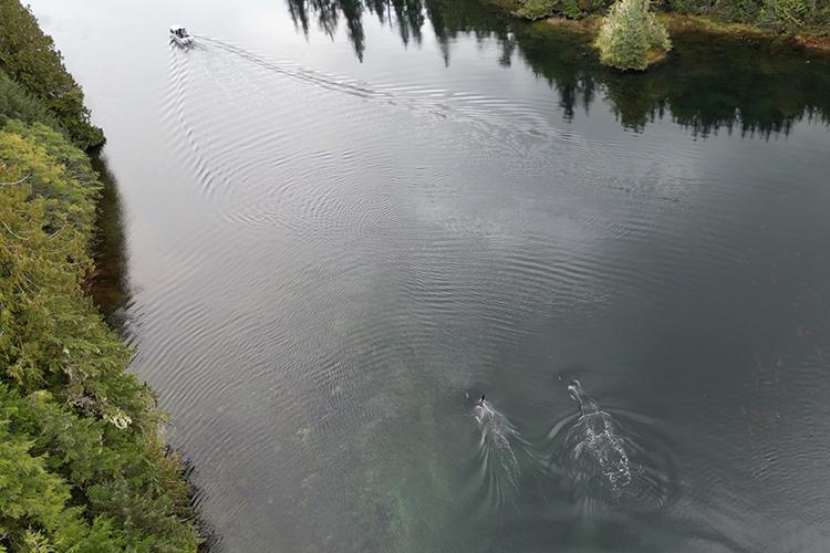 A team of 14 boats and more than 30 Coffman Cove community members were integral to encouraging the killer whales to leave the lake. 