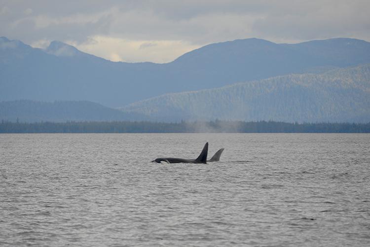 With the aid of the 18-foot high tide, the killer whales were able to leave Barnes Lake.