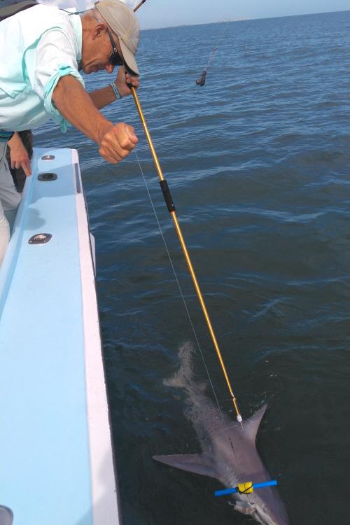 A man tags a shark in the water below from a boat.