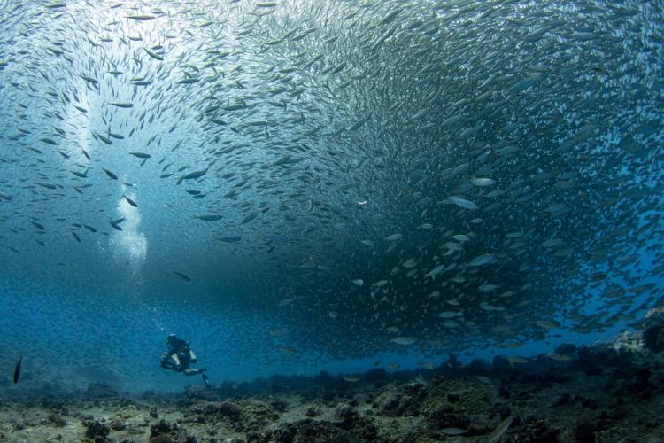 examples of research topics in fisheries A diver swims near the ocean floor while surrounded by a very large school of bigeye scad fish.