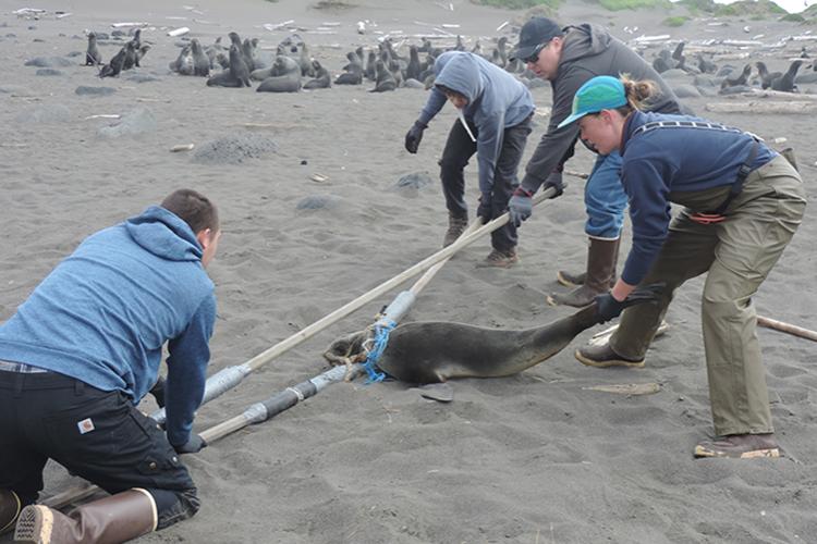 The ECO disentanglement crew carefully restrain an entangled fur seal.