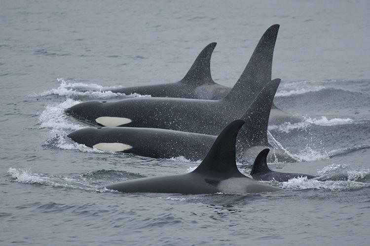 A pod of killer whales in Alaska waters. Credit: NOAA Fisheries/Kim Parsons