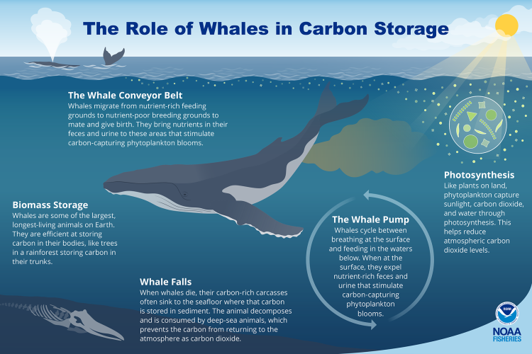 Infographic illustrating the role of whales in carbon storage