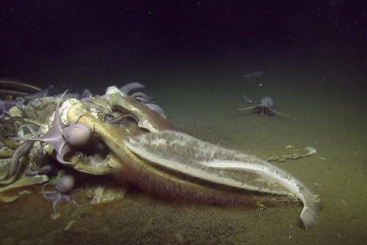 Octopuses and fish feed on a decomposing whale, while Osedax worms burrow into the bone, giving it a red fuzzy appearance. Credit: Ocean Exploration Trust and NOAA Fisheries