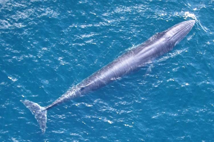 Rice’s whale photographed using an uncrewed aircraft system. Credit: NOAA Fisheries (NOAA permit #21938)