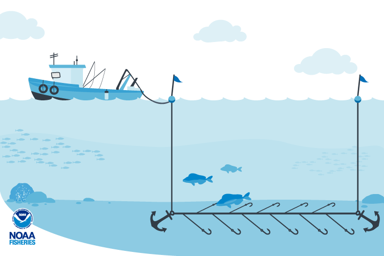 Fishing Gear Bottom Longlines NOAA Fisheries