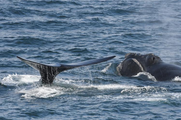 Two endangered eastern North Pacific right whales sighted near Kodiak Island in August 2021 during the Pacific Marine Assessment Program for Protected Species survey. Credit: NOAA Fisheries (NOAA permit #20465)