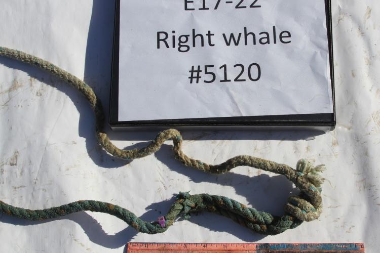 A greenish piece of rope lays on a white piece of paper. A black binder above it has a label reading "E17-22 Right whale #5120" and below it is a ruler.