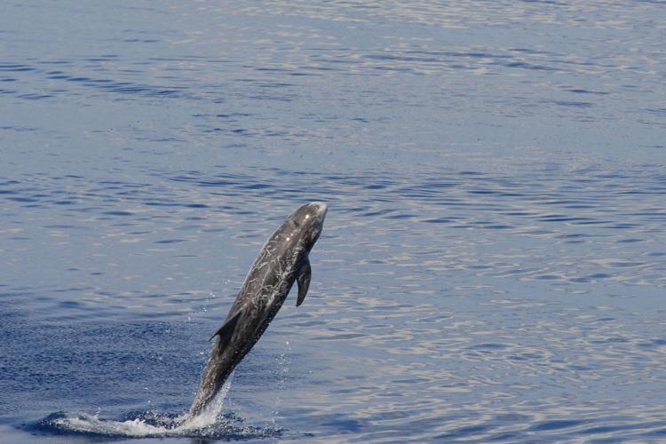 Dark gray, black Risso's dolphin jumping out of blue water to show white scarring on body.