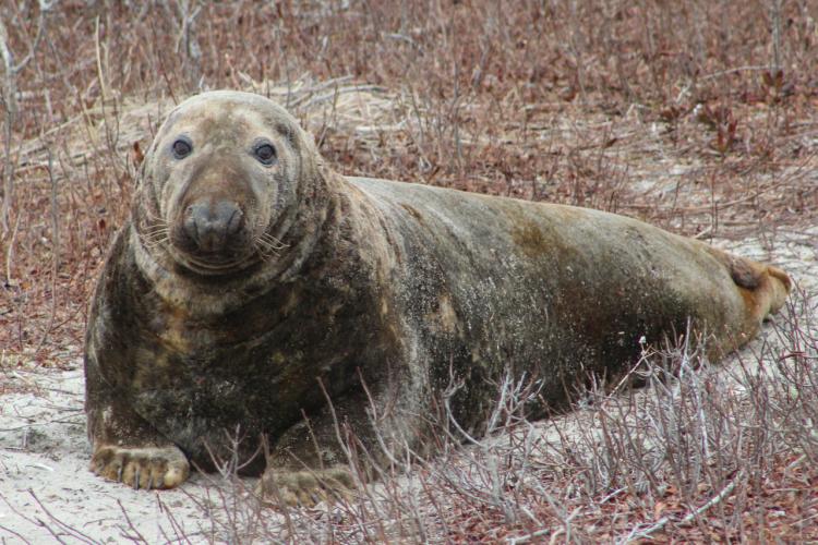 Adult gray seal sitting on sand looking at camera. Reddish brown sticks and branches surround the seal.