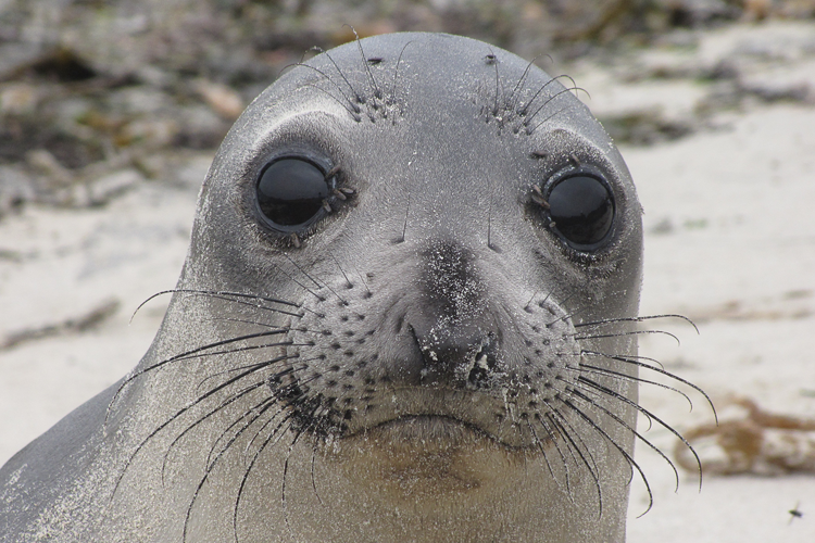 Northern Elephant Seal | NOAA Fisheries