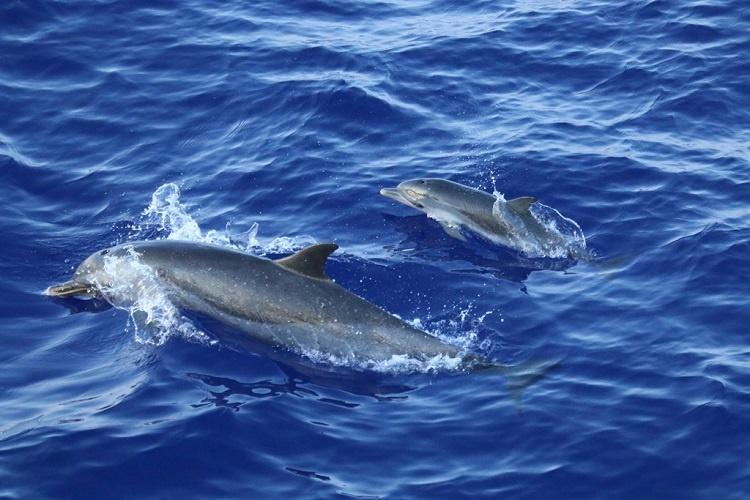 Adult and a calf Pantropical spotted dolphins swimming.