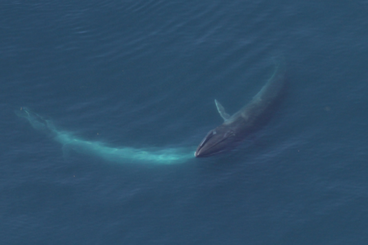 | NOAA Fisheries