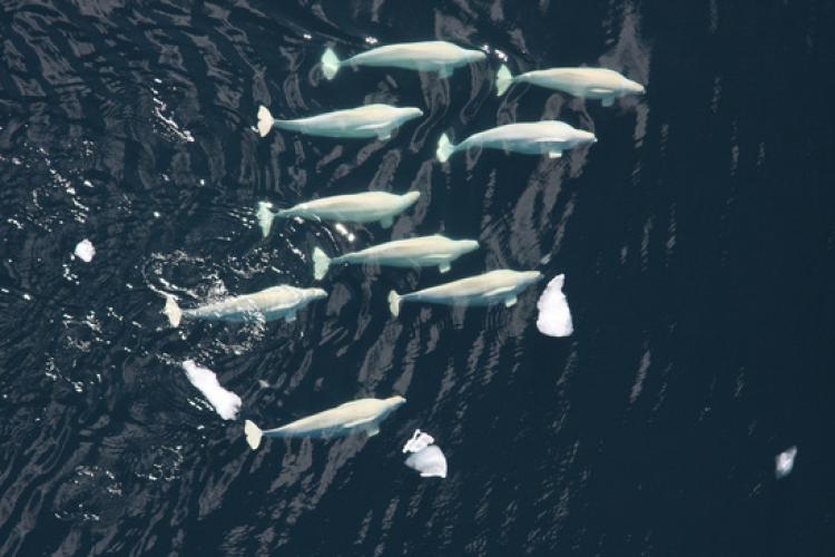 Belugas with 'kitty-litter disease' threaten Inuit
