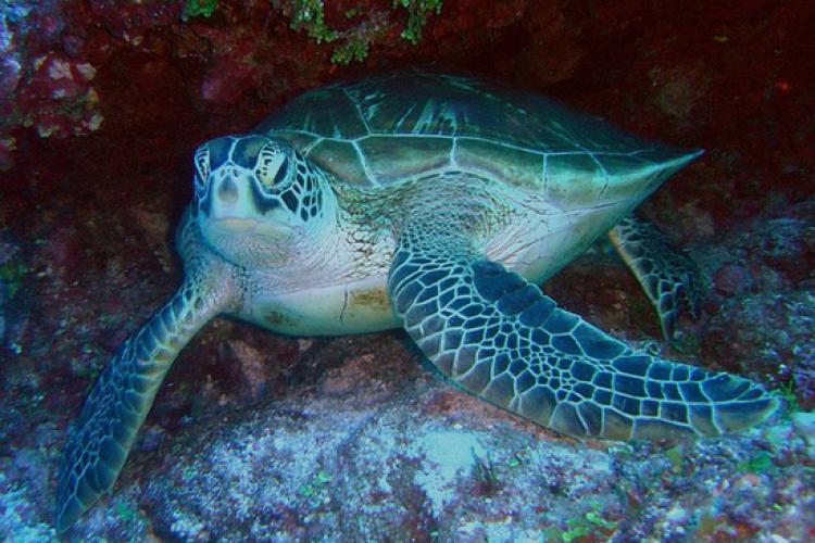 Photo of green sea turtle from the front