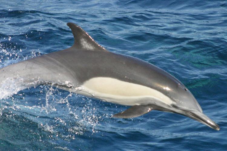 Long-beaked common dolphin jumps out of ocean water