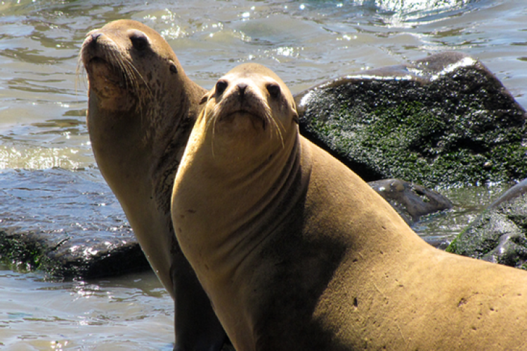California Sea Lion | NOAA Fisheries