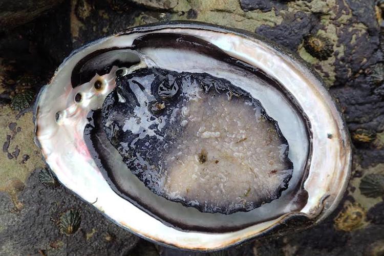 750x500-black-abalone-and-ws.jpg Underside of black abalone showing shrunken foot due to Withering Syndrome disease. Credit: John Steinbeck, Tenera Environmental Consulting