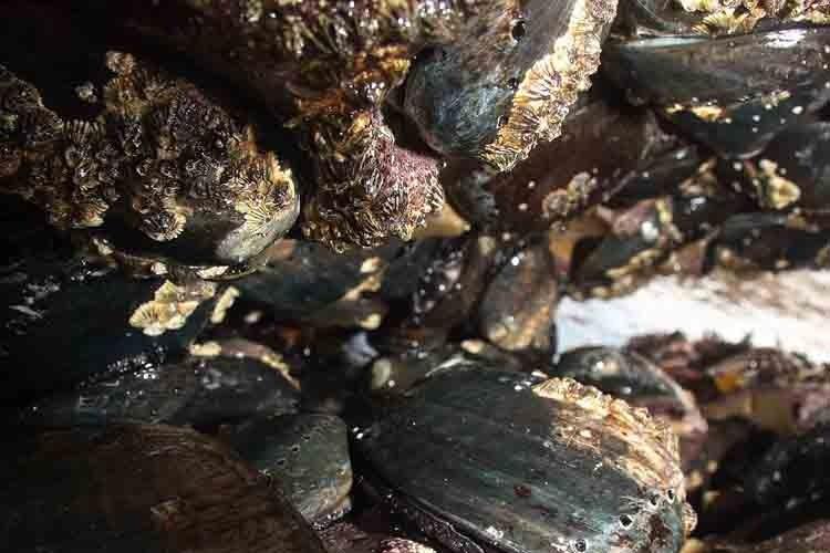 750x500-black-abalone-rocks.jpg 750x500-black-abalone-rocks.jpg