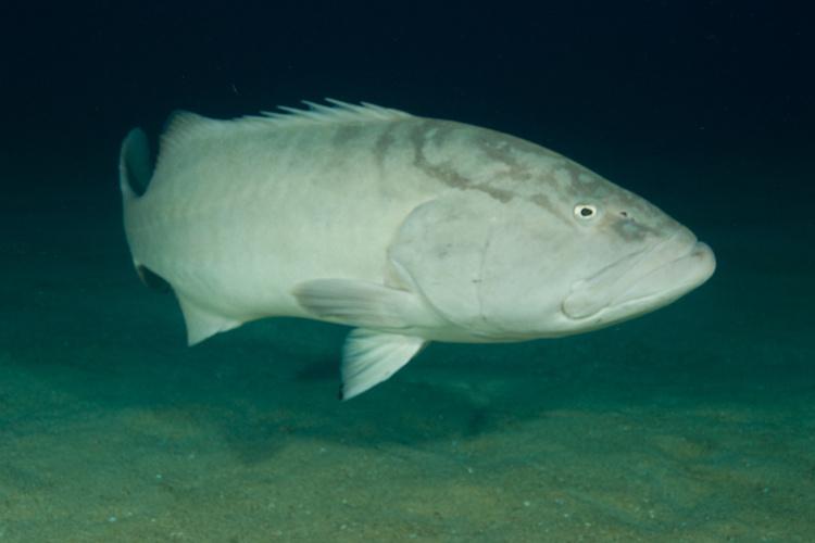 Gulf Grouper NOAA Fisheries