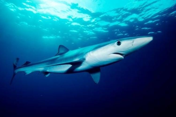 511x341-Blue Shark (Prionace glauca)-Mark Conlin SWFSC.jpg
