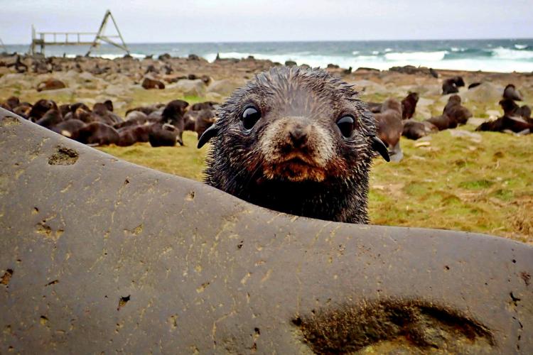 Seal Week 2022 | NOAA Fisheries Seal Week 2022 | NOAA Fisheries