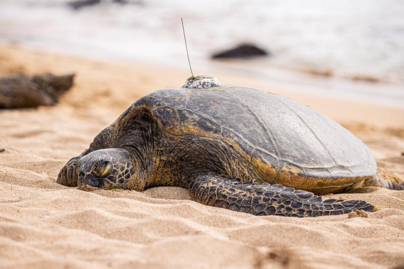 Image of punahele with sat tag on beach.